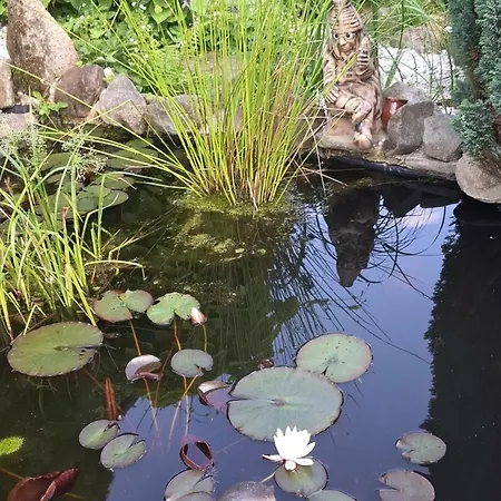 Medium * Krásná Lípa